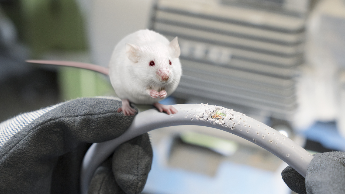 Rats and rail – Is your cable safe?