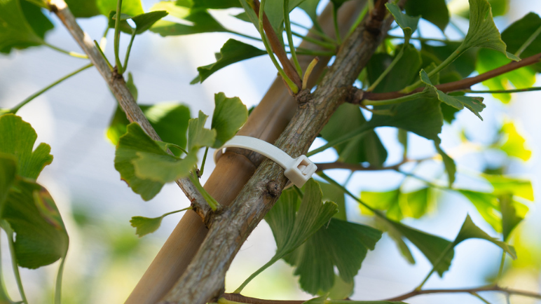Biodegradable ties