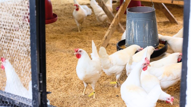 RFID tags in livestock management