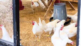RFID tags in livestock management